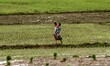 Village living woman farmer looks at their agricultural paddy field as they are busy in th...