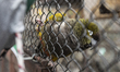 A parrot in an enclosure at Belgrade Zoo in Belgrade, Serbia, on March 20, 2026. 