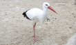 A white stork at Belgrade Zoo in Belgrade, Serbia, on March 20, 2026. 