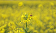 A honey bee collects nectar from mustard flowers on the outskirts of Srinagar, Jammu and K...