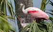 Spoonbill chicks beg their parent for food at a nest in the Orlando Wetlands in Christmas,...