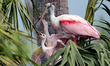 Spoonbill chicks beg their parent for food at a nest in the Orlando Wetlands in Christmas,...