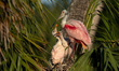 Roseate Spoonbill chicks beg their parent for food at Orlando Wetlands Park in Christmas,...