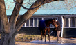 A racehorse is cleaned after morning workouts at Woodbine Racetrack in Toronto, Canada, on...