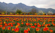 Tulips are pictured as tourists visit the Indira Gandhi Memorial Tulip Garden in Srinagar,...