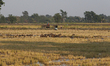A farmer tends to his flock of ducks near a paddy field during sunset in Nakhon Sawan prov...