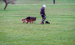 A young man walks two dogs on leashes across a grassy park while another dog walker appear...