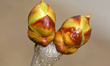 A budding branch on a lilac tree during the spring season in Toronto, Ontario, Canada, on...