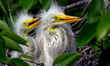 Great egret chicks huddle in a nest at Wakodahatchee Wetlands in Delray Beach, Florida, on...