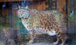 Lynx Stepan lives in an enclosure at the Kyiv Zoo, Kyiv, Ukraine, on April 2, 2026. The fe...