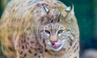 Lynx Stepan lives in an enclosure at the Kyiv Zoo, Kyiv, Ukraine, on April 2, 2026. The fe...
