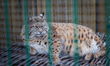 Lynx Stepan lives in an enclosure at the Kyiv Zoo, Kyiv, Ukraine, on April 2, 2026. The fe...