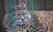 Lynx Stepan lives in an enclosure at the Kyiv Zoo, Kyiv, Ukraine, on April 2, 2026. The fe...