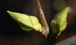 A budding branch on a lilac tree during the spring season in Toronto, Ontario, Canada, on...