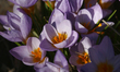 Purple crocus flowers are seen during the spring season in Toronto, Ontario, Canada, on Ap...