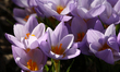 Purple crocus flowers are seen during the spring season in Toronto, Ontario, Canada, on Ap...
