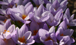 Purple crocus flowers are seen during the spring season in Toronto, Ontario, Canada, on Ap...