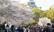 OSAKA, JAPAN - APRIL 3: 
 Crowds of tourists and local residents walk beneath blooming ch...