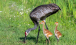Sandhill crane colts forage with their parents at Orlando Wetlands in Christmas, Florida,...