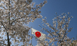 HIROSHIMA, JAPAN - APRIL 5: 
 The Japanese national flag, the
Hinomaru, waves amidst blo...