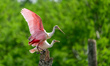 A spoonbill chick and its parent are seen at Orlando Wetlands Park in Christmas, Florida,...
