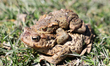Common toads are observed during amplexus in southern Poland on April 5, 2026. 