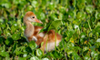 A sandhill crane colt at the Orlando Wetlands in Christmas, Florida, on April 5, 2026. 