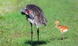 A sandhill crane colt is seen with its parent at Orlando Wetlands in Christmas, Florida, o...