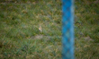 A Eurasian Skylark is seen in a grassy area next to the landing are at Chopin airport in W...