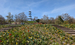 Spring flowers bloom in Killesberg Park with the Killesberg Tower in Stuttgart, Baden-Wuer...