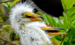 Great egret chicks in a nest in Orlando, Florida, on April 8, 2026. Their long white plume...