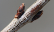 A budding branch on a tree during the spring season in Toronto, Ontario, Canada, on March...