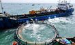 Fish fry are introduced into deep-water cages at Luhaifeng Marine Ranch in Qingdao West Co...