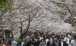 OSAKA, JAPAN - MARCH 30: 
 Crowds of visitors, many wearing protective face masks, stroll...