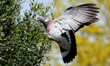 A wood pigeon (Columba palumbus) carries a piece of wood in its beak during flight to buil...