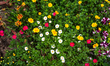 Various colorful Portulaca grandiflora (Moss Rose) flowers are in bloom as different types...