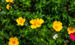 Various colorful Portulaca grandiflora (Moss Rose) flowers are in bloom as different types...