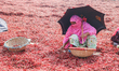 A middle-aged woman, shielded by an umbrella, sorts through a carpet of red chilies in Bog...