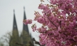 General view of cherry blossoms along the Rhine River in Cologne, Germany, on April 12, 20...