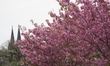 General view of cherry blossoms along the Rhine River in Cologne, Germany, on April 12, 20...