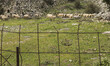 A herd of sheep grazes on the rocky hillside pastures near Anogia village in the mountaino...