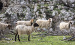 A herd of sheep grazes on the rocky hillside pastures near Anogia village in the mountaino...