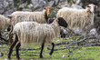 A herd of sheep grazes on the rocky hillside pastures near Anogia village in the mountaino...