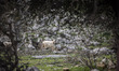 A herd of sheep grazes on the rocky hillside pastures near Anogia village in the mountaino...