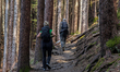 Hikers walk on forest trails in Gmund am Tegernsee, Upper Bavaria, Bavaria, Germany, on Ap...