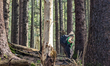 A hiker walks on forest trails in Gmund am Tegernsee, Upper Bavaria, Bavaria, Germany, on...
