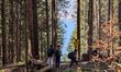 Hikers walk on forest trails in Gmund am Tegernsee, Upper Bavaria, Bavaria, Germany, on Ap...