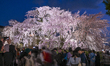 KYOTO, JAPAN - MARCH 31:  
 Crowds of tourists and residents gather to admire and photogr...
