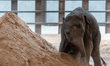 The Smithsonian National Zoo introduces its new baby Asian elephant, Linh Mai, to the medi...