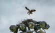 A pair of osprey build a new nest at the Lawrenceburg Speedway in Lawrenceburg, Indiana, o...